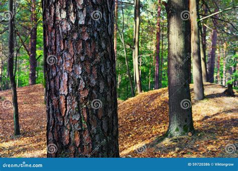Pine With Beautiful Bark On The Trunk In A Forest In The Early S Stock