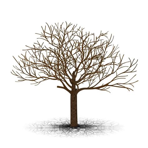 Najlepsza Jak Narysować Drzewo Bez Liści Kolekcje Socialbrowsr