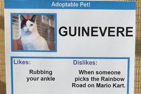 Hilarious Dating Profiles For Cats That Will Make You Want To Adopt