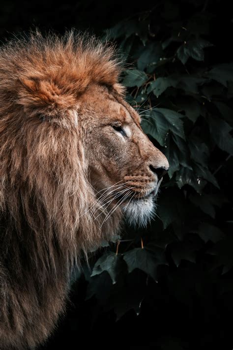 Lion Head Pictures Download Free Images On Unsplash