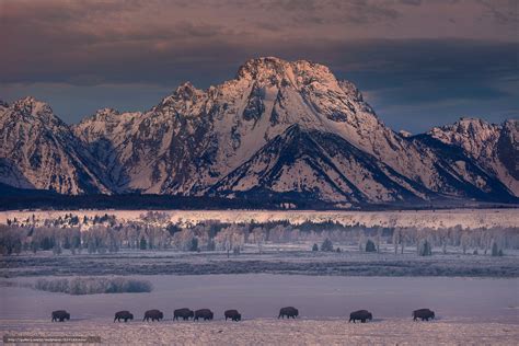 Download Wallpaper Bison Crossing Grand Teton National Park Wyoming