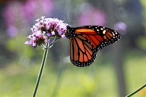 Scientists Look To Public To Help Migratory Monarch Butterflies Bounce