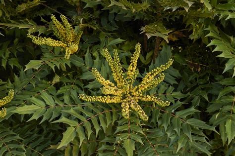 How To Prune Mahonia For Open Form Bushiness Or Shape