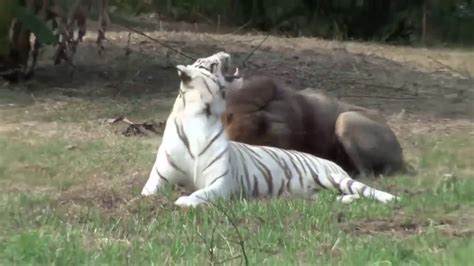 Unbelievable Wild Animals Friendship Youtube