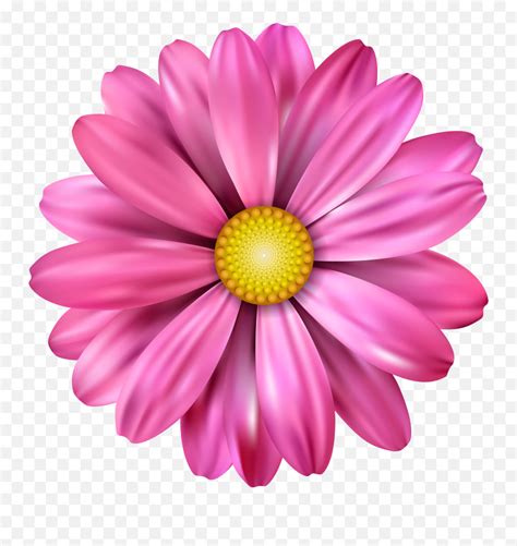 Transparent Background Pink Daisy Clipart Pink Flower Drawing Png