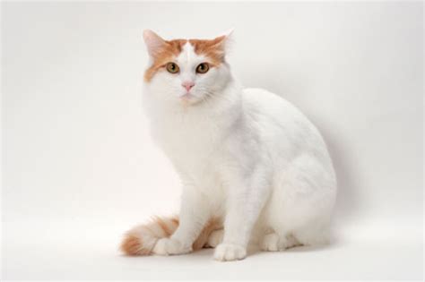 This is a rare cat breed and there are a limited number of cat breeders found across the globe. Turkish Van Cat Info, History, Personality, Care, Kittens ...