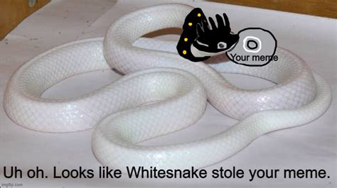 Whitesnake Stole Your Meme Imgflip