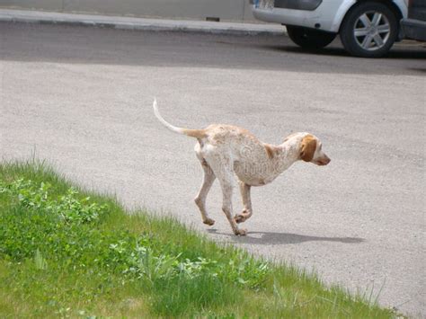 Dog With Three Legs Three Legged Dogs Tripawds Animal Has Only 3