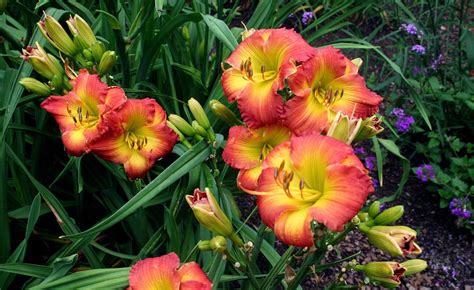 Daylilies Plant Care And Collection Of Varieties