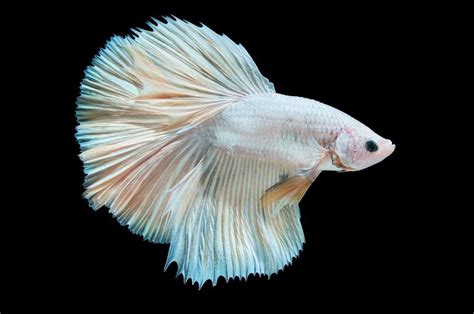 32 Types Of Betta Fish Patterns Colors And Tails With Pictures Pet Keen