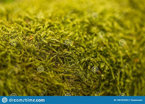 Close Up Of Moss On Tree Nature Life Background Stock Image Image Of