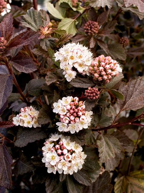 The large, conical flowers of oakleaf hydrangea appear in summer. Flowering Shrubs for Shade Gardens | HGTV