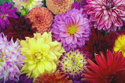 Dahlia Flower Meaning Symbolism Colors And What Special About It