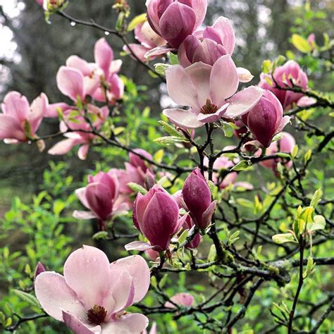 Saucer Magnolia Magnolia Tree Types Flowering Trees Spring Blooming