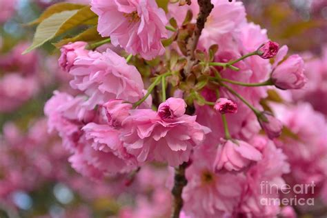 Cherry Blossom Color Burst Photograph By Miriam Danar Fine Art America