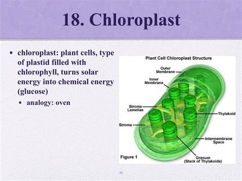 Ppt 1 “volume” Cytosol And Cytoplasm Powerpoint Presentation Free Download Id5958407