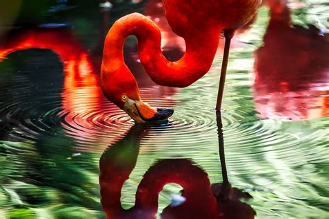 Flamingo Bird Macro - Free photo on Pixabay