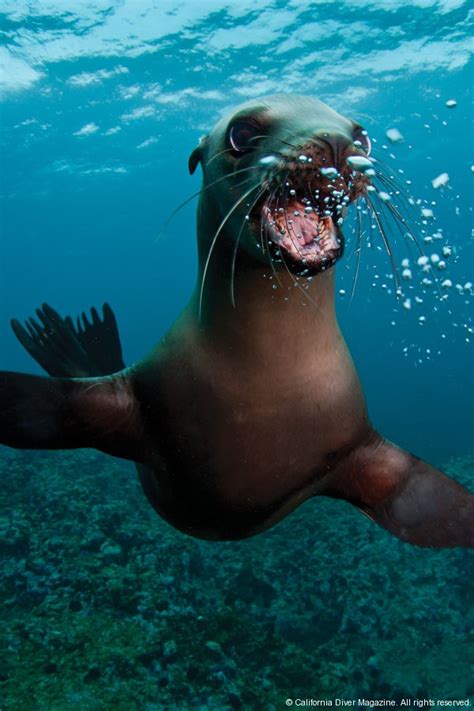 California Sea Lion Underwater Pinterest