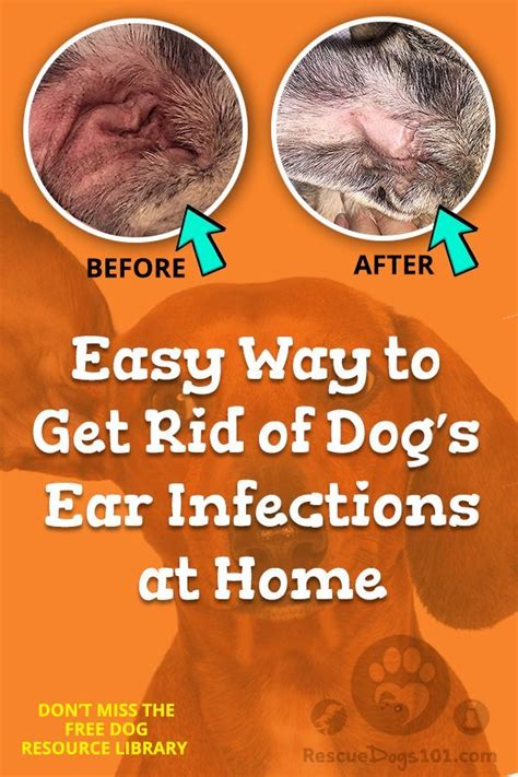 How To Get Rid Of Yeast In Dogs Getting Rid Of Ear Yeast Requires