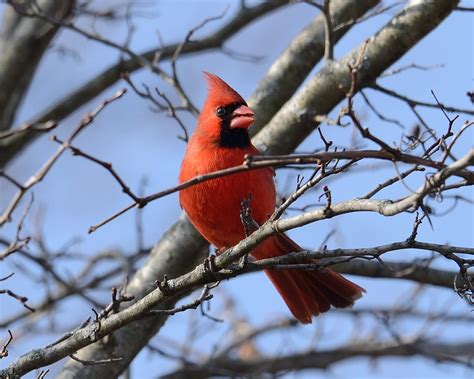 2015 03 21 Lakewood 3 Male Northern Cardinal Cardinalis C Flickr