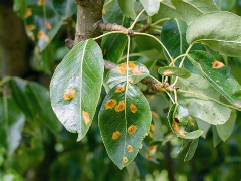 Rust Fungus Symptoms Learn About Rust Treatment Gardening Know How