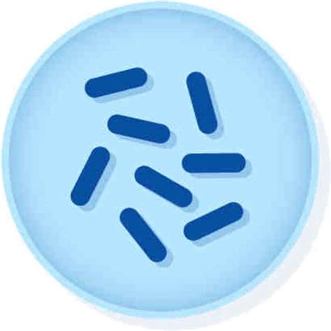 Microbiologics Bacillus Subtilis Subsp Spizizenii Atcc 6633