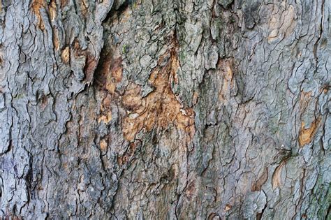 Tree Bark Background Wild Textures