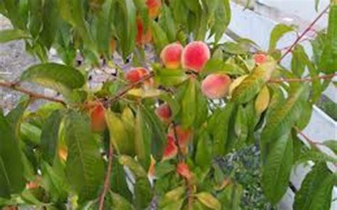 Early Elberta Peach Prunus Persica Early Elberta 5 Gallon 48 60