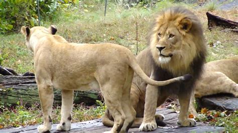 A female lion is called a lioness. Female Lion in HEAT/ESTRUS - YouTube