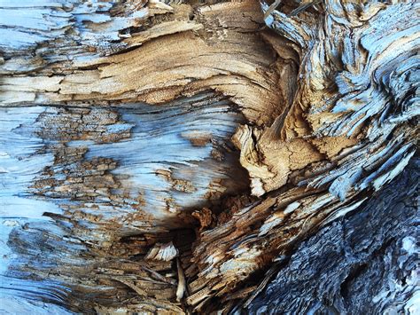 Free Images Tree Rock Branch Abstract Wood Texture Trunk Bark