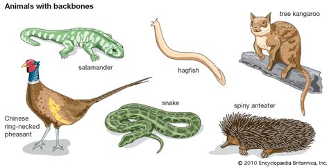 What Are The Five Major Groups Of Vertebrate Animals