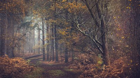 Forest Pathway During Fall 4k Hd Nature Wallpapers Hd