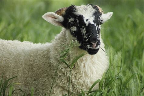 Sheep Lamb Cute · Free Photo On Pixabay