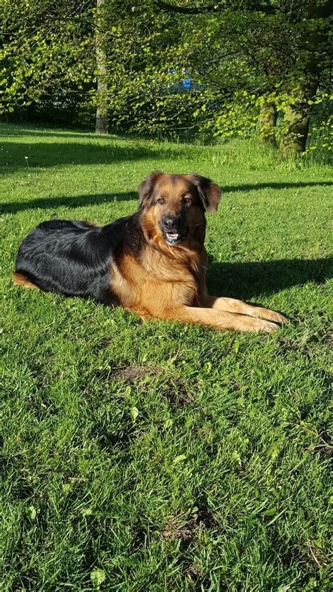 Borus mix german shepard× bernaise mountain dog | Mountain dogs, Dogs, Bernese mountain dog