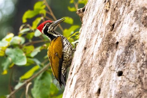 Pájaro Carpintero Características Alimentación Hábitat