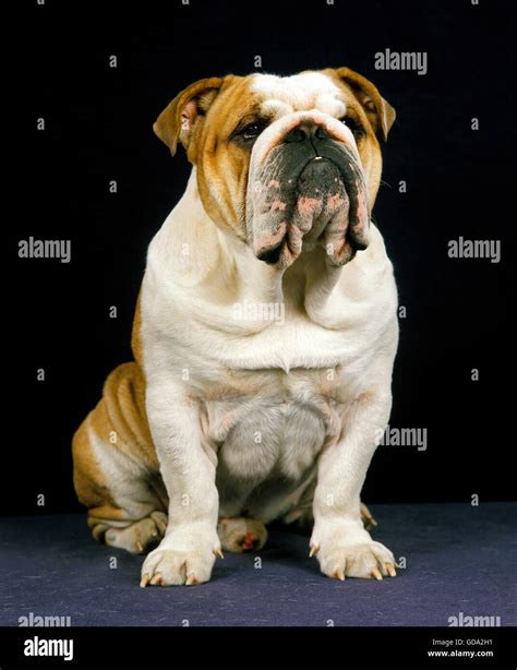 How Big Is A Full Grown English Bulldog