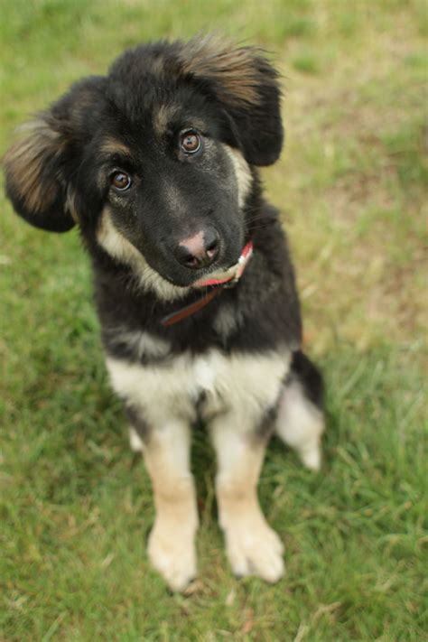 I have bred everything from 1 single puppy to 15 puppies. Gwen - German Shepherd mix puppy
