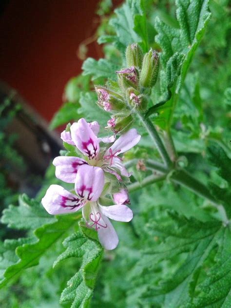 Las plantas anti mosquitos más populares y que mejor funcionan en casa