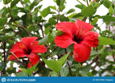 A Red Chinese Hibiscus Hibiscus Rosa Sinensis Flower Stock Image