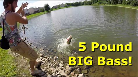 Ledge Fishing Ponds Big Bass Youtube