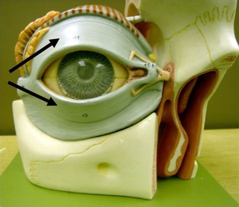 Anatomy Of The Eye Flashcards Quizlet