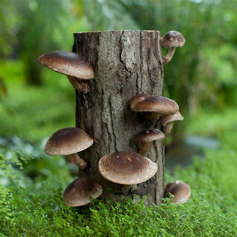 Shiitake Mushroom Log Terrain