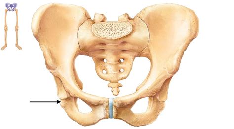 When the pelvic limb is lifted off the ground, contraction of the caudofemoralis causes the limb to abduct and the shank to extend by extending the hip joint. Pelvic Girdle & Lower Limb - Biology 241 with Ellinger at ...