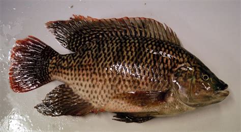 Video Tilapia Noxious Fish Found In Fitzroy River And Cq The
