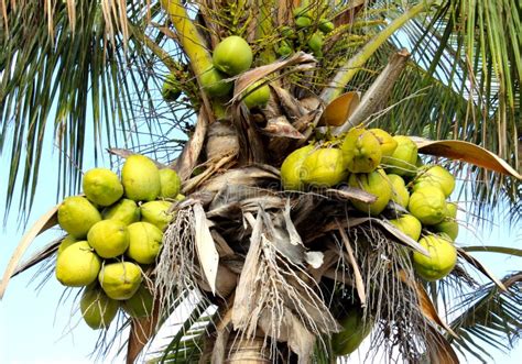 Palm Tree Full Of Fruits On The Beautiful Island Of La Palma Stock