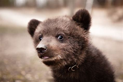 Portrait Of A Small Very Cute And Funny Brown Bear Cub Stock Image