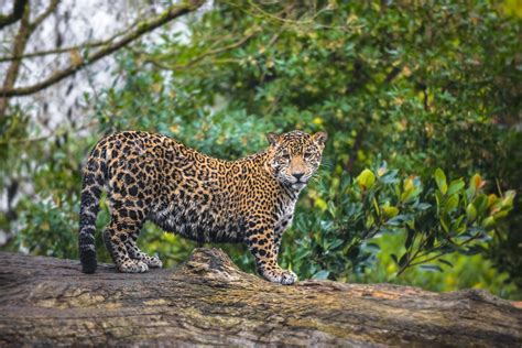 Animal adaptations to the tropical rainforest. Spectacular Rainforest Animal Adaptations You Simply Gotta See - Animal Sake
