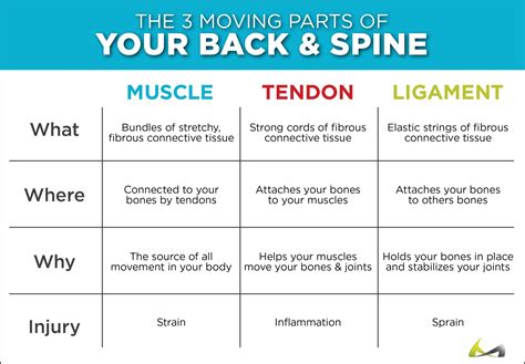 The back comprises interconnecting nerves, bones, muscles, ligaments, and tendons, all of which can be a source of pain. Torn, Pulled & Strained Back Muscles - What You Didn't Know!