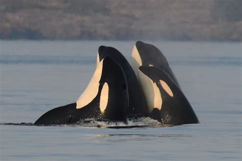 Male Killer Whales Protected By Post Menopausal Mothers Study Suggests