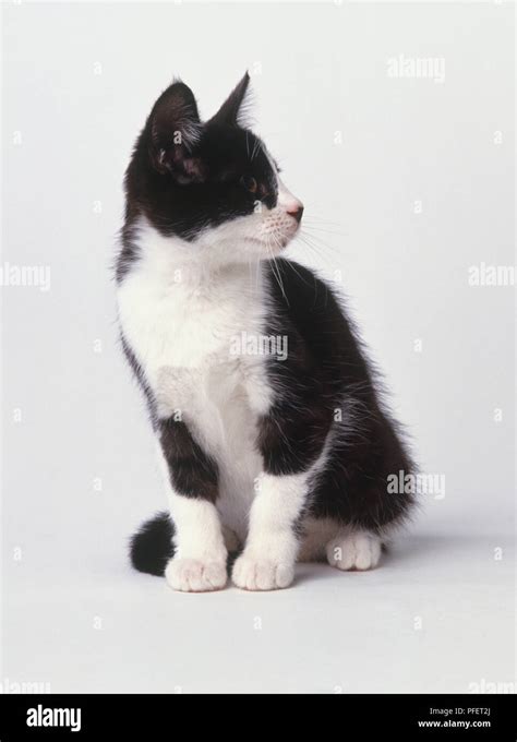 Black And White Kitten Felis Catus Sitting Up Looking To One Side